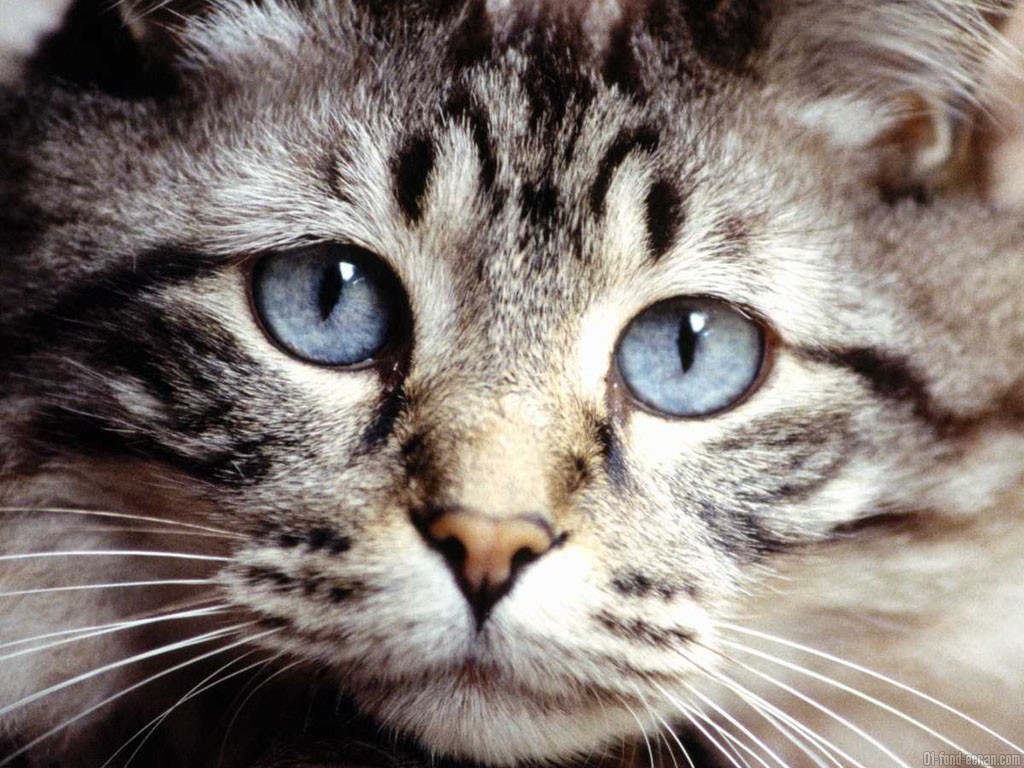 projet chat
