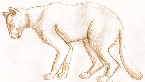 croquis de Snak