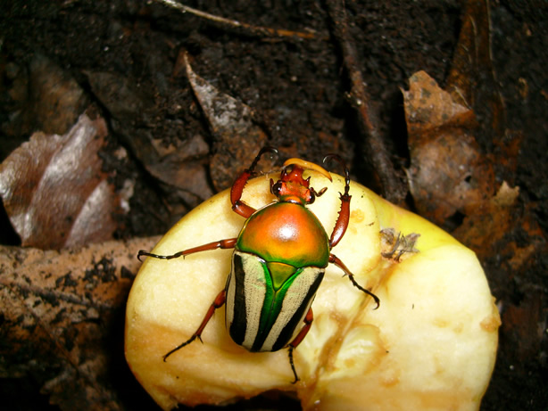une pomme sucrée !!!